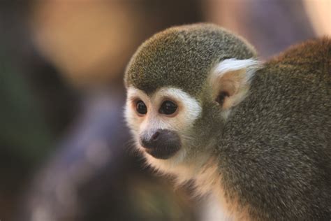 Common Squirrel Monkey – Happy Hollow Park & Zoo