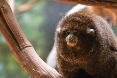 Common squirrel monkey – Philadelphia Zoo