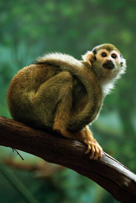 Common squirrel monkey – Philadelphia Zoo