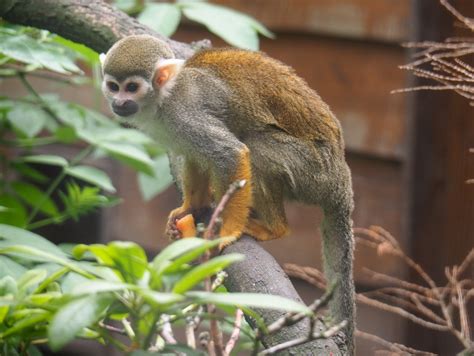 Common squirrel monkey Saimiri sciureus , 2019 05 25 ...