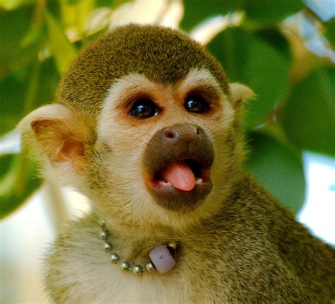 Common Squirrel Monkey Saimiri sciureus _21 | Josh More ...