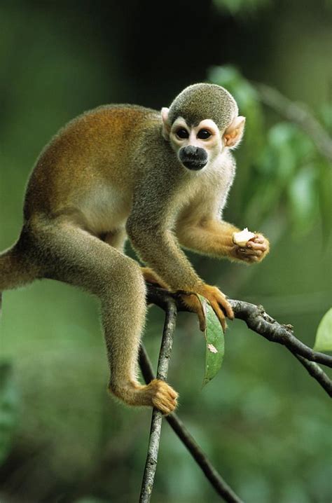 Common Squirrel Monkey Saimiri sciureus . A monkey of ...