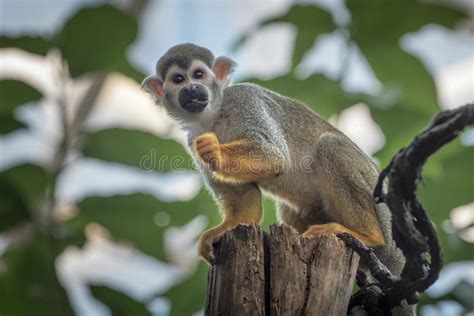 Common Squirrel Monkey, Saimiri Sciureus, A Species Of ...