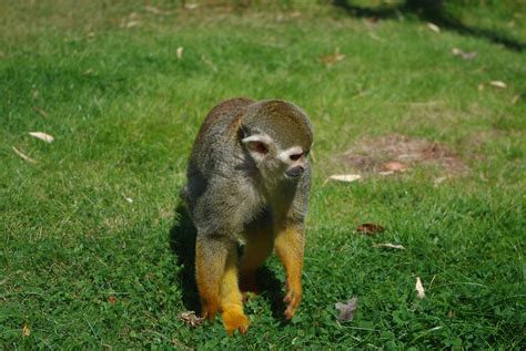 Common squirrel monkey Saimiri sciureus at Birmingham Na ...