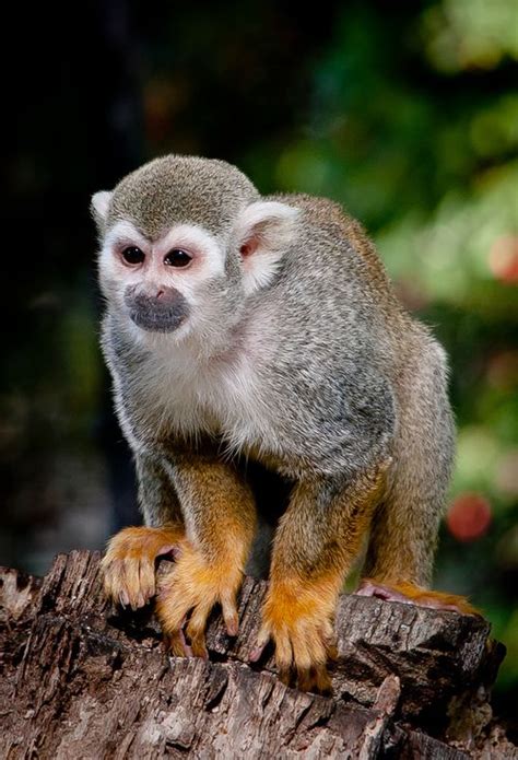Common squirrel monkey / Saimiri sciureus by stoplamek ...