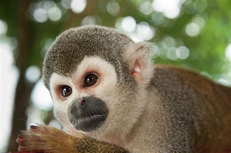 Common Squirrel Monkey saimiri Sciureus Photograph by ...