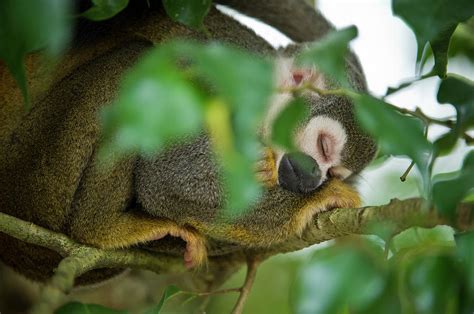 Common Squirrel Monkey saimiri Sciureus Photograph by ...