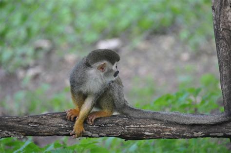 Common squirrel monkey/ Saimiri sciureus | ZooChat