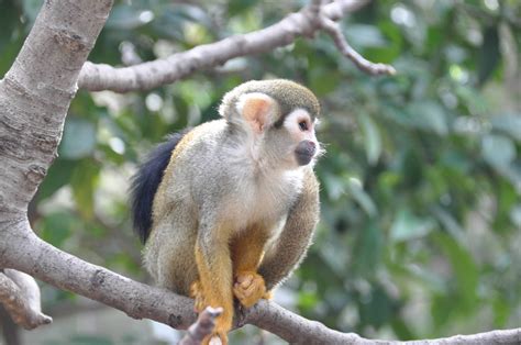 Common squirrel monkey/ Saimiri sciureus ZooChat