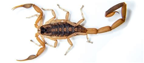 Common Types of Scorpions in Las Vegas | Western Exterminator