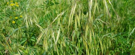 Common wild oat   Avena fatua, Nexles