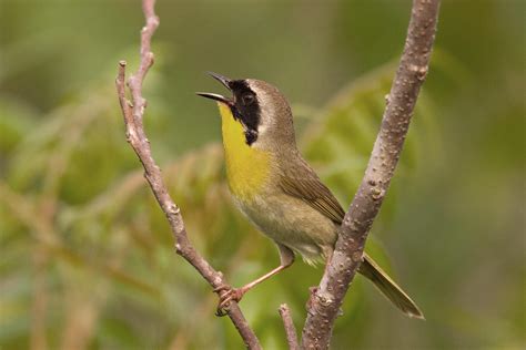 Common Yellowthroat | Audubon Field Guide