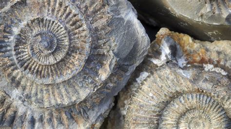 Commonly found fossils | National Trust
