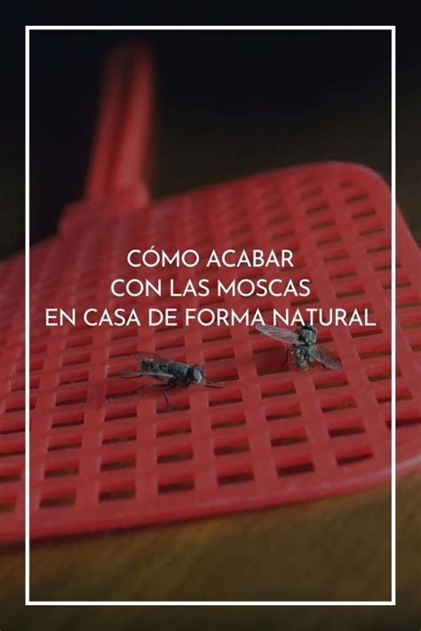 Cómo acabar con las moscas en casa de forma natural y segura