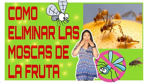 Como Acabar Con Los Mosquitos De La Fruta   YouTube