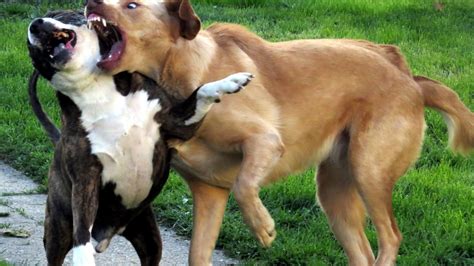 ¿Cómo actuar frente a una pelea de perros? Estos son los ...