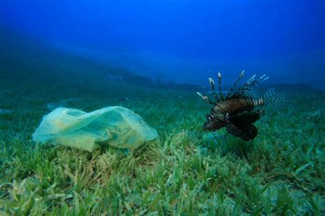 Cómo afecta la contaminación del agua a los animales marinos