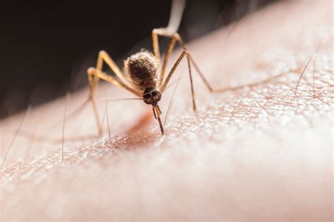 Cómo ahuyentar a los mosquitos en verano   Ecocentro