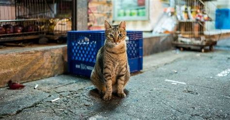 Cómo ahuyentar gatos callejeros sin causarles daño | Mascota10