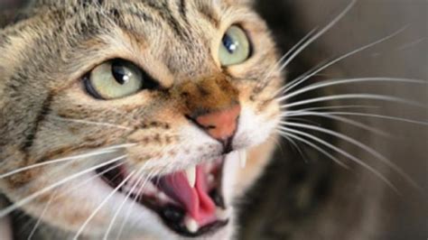 ¿Cómo AHUYENTAR gatos CALLEJEROS? 15 remedios no dañinos