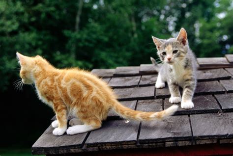 ¿Cómo ahuyentar gatos callejeros?