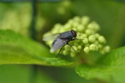 Cómo ahuyentar moscas en el exterior | Jardineria On