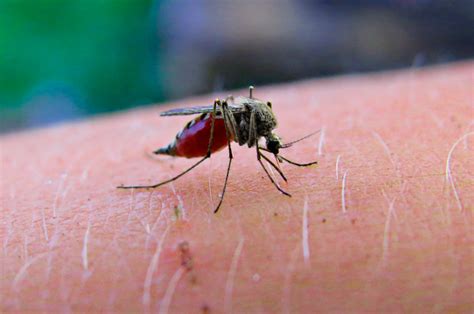 ¿Cómo ahuyentar mosquitos con remedios naturales?