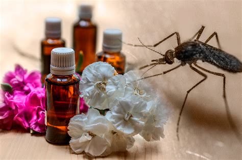 ¿Cómo ahuyentar mosquitos con remedios naturales?