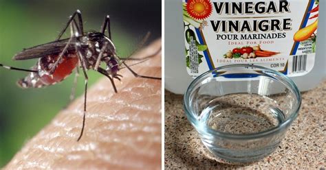 Como ahuyentar mosquitos con vinagre: ¡Repelente casero super efectivo!
