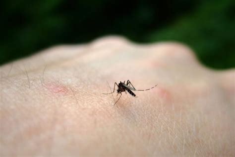 Cómo Ahuyentar Mosquitos  del Cuarto o Habitación【2019】