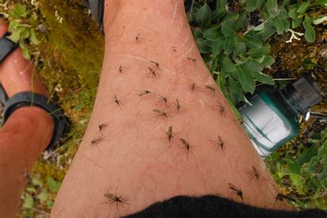 Cómo Ahuyentar Mosquitos  del Cuarto o Habitación【2019】