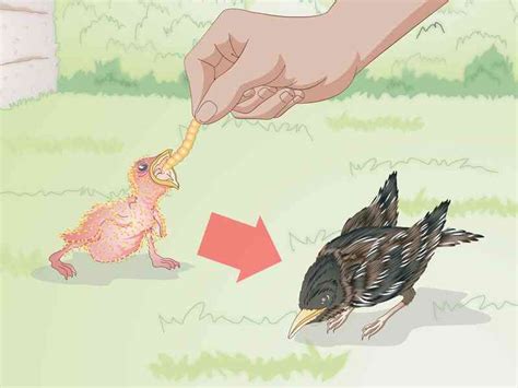 Cómo Alimentar a las crías de las Aves Silvestres