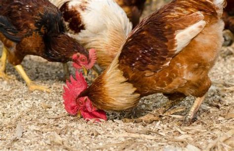 Como alimentar a las gallinas: plan de alimentación nutritivo y casero