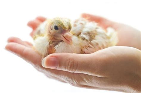 Cómo Alimentar a un Pájaro Bebé o Pichón Guía para Criar paso a paso ...
