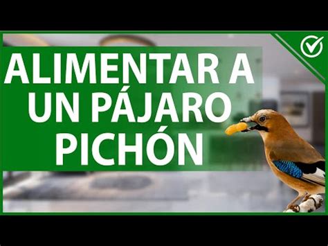 Cómo Alimentar a un Pájaro Bebé o Pichón Guía para Criar paso a paso ...