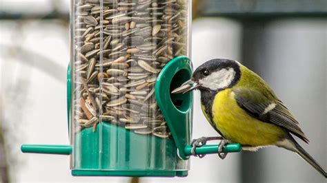 ¿Cómo alimentar a un pájaro? | Agroanimal