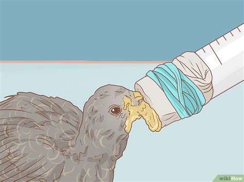 Cómo alimentar a un pichón de paloma: 12 Pasos