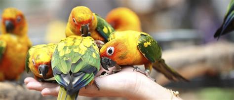 Cómo alimentar correctamente a un pájaro   Bekia Mascotas