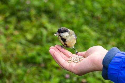 Cómo alimentar en forma correcta un pájaro
