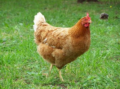 Cómo Alimentar las Gallinas Criollas de Manera Orgánica ...