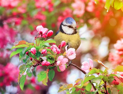 Como Atraer Aves Cantoras En Tu Jardín   Trucos De Jardineria