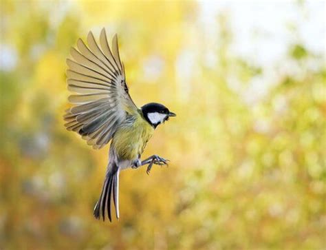 Cómo atraer pájaros a tu jardín   Mis Animales | Comederos para pájaros ...