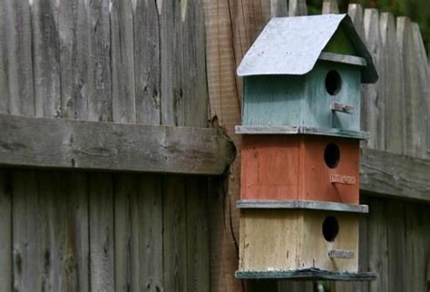 ¿Cómo atraer pájaros al jardín?   5 trucos infalibles | Casas de aves ...