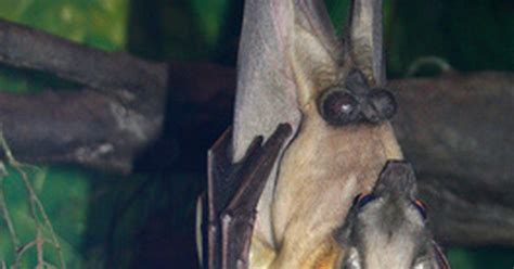 ¿Cómo ayudan los murciélagos al ecosistema? | eHow en Español