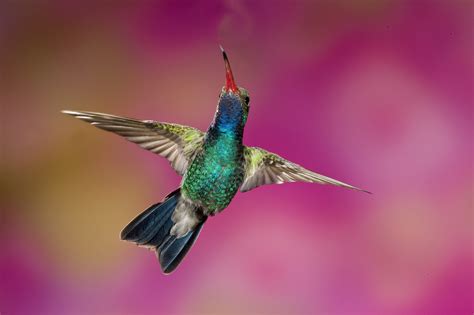 Cómo ayudar a proteger a los colibríes