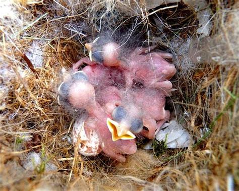 Cómo ayudar a un pajarito | Ecología