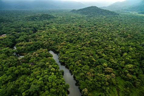 Cómo ayudar al Amazonas: 8 formas de hacerlo   Muy Interesante