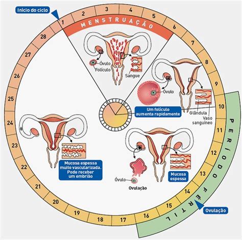 Como calcular o ciclo menstrual | Vestir e Maquiar