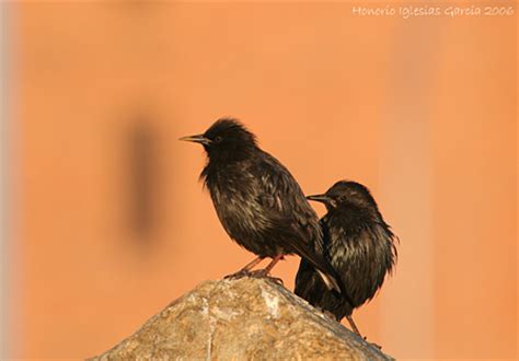 ¿Como cantan las aves en el Guadarrama? – Castellarnau