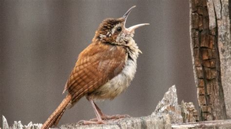¿Cómo cantan los pájaros?   Blog de CIM Formación